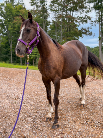 HorseID: 2317494 Bella - PhotoID: 1104278