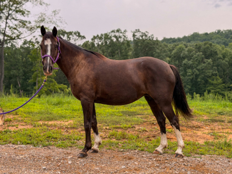 HorseID: 2317494 Bella - PhotoID: 1104279