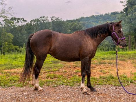 HorseID: 2317494 Bella - PhotoID: 1104280