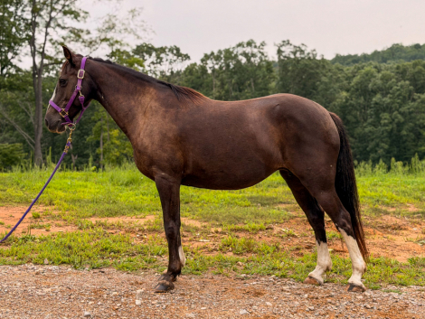 HorseID: 2317494 Bella - PhotoID: 1104281