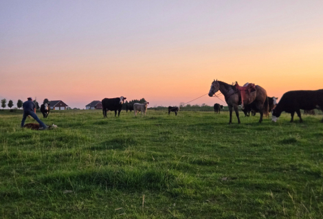 HorseID: 2317495 Carver Savannah - PhotoID: 1104340