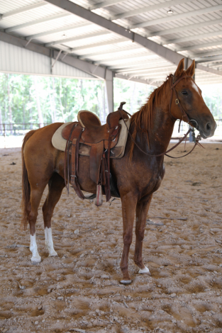 HorseID: 2317505 Cupid - PhotoID: 1104289