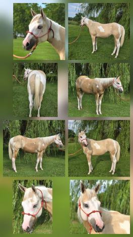 HorseID: 2317506 DUNUP BLONDE N BOUJEE - PhotoID: 1104290