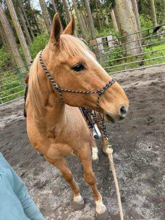 HorseID: 2317508 Ty - PhotoID: 1104292