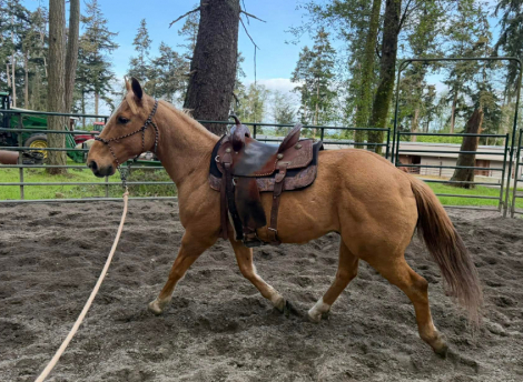 HorseID: 2317508 Ty - PhotoID: 1104293