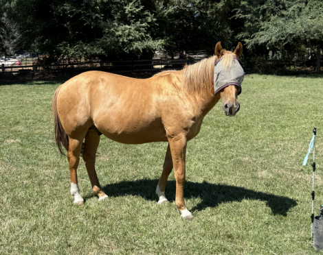 HorseID: 2317508 Ty - PhotoID: 1104294
