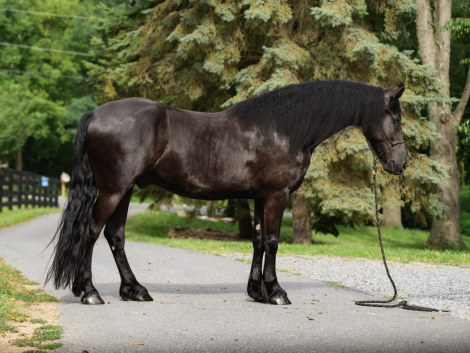 HorseID: 2317511 Comanche - PhotoID: 1104299