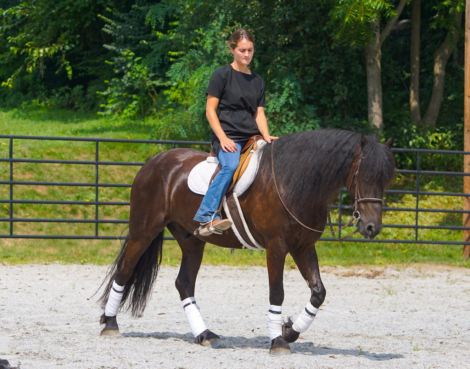 HorseID: 2317511 Comanche - PhotoID: 1104300