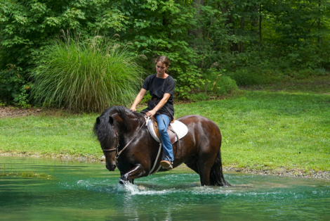 HorseID: 2317511 Comanche - PhotoID: 1104301