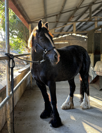 HorseID: 2317514 Prada Twilight - PhotoID: 1104305