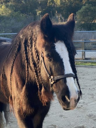 HorseID: 2317514 Prada Twilight - PhotoID: 1104307
