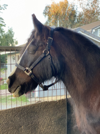 HorseID: 2317514 Prada Twilight - PhotoID: 1104308