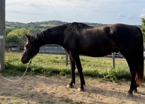 HorseID: 2317517 Girly’s Black Trooper - PhotoID: 1104309