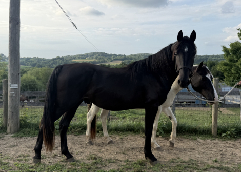 HorseID: 2317517 Girly’s Black Trooper - PhotoID: 1104310