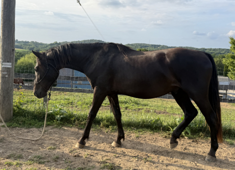 HorseID: 2317517 Girly’s Black Trooper - PhotoID: 1104311