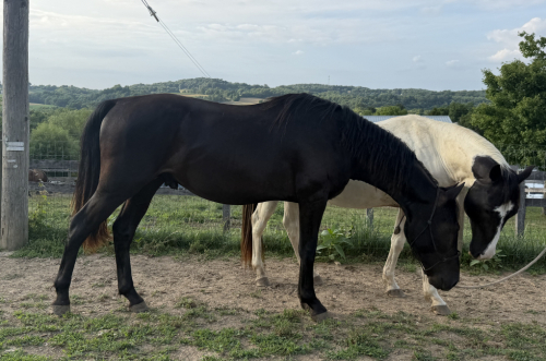 HorseID: 2317517 Girly’s Black Trooper - PhotoID: 1104312