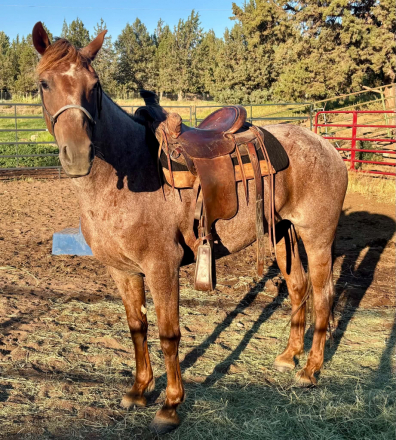 HorseID: 2317518 SS Little Red Reba - PhotoID: 1104313