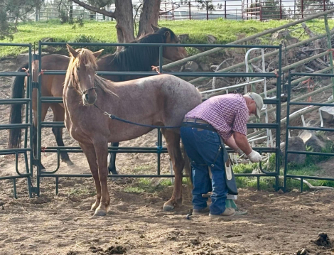 HorseID: 2317518 SS Little Red Reba - PhotoID: 1104314