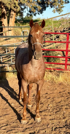 HorseID: 2317518 SS Little Red Reba - PhotoID: 1104315