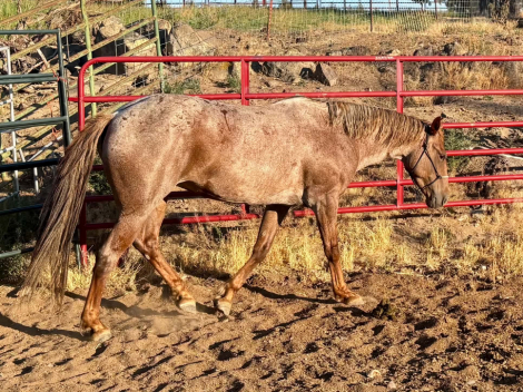 HorseID: 2317518 SS Little Red Reba - PhotoID: 1104316