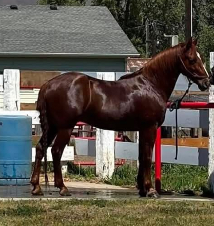 HorseID: 2317520 Wind shadows six - PhotoID: 1104318