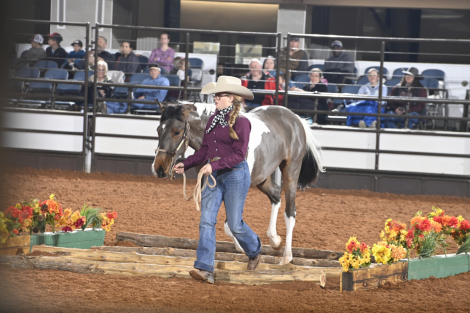 HorseID: 2317523 Kazoo - PhotoID: 1104321