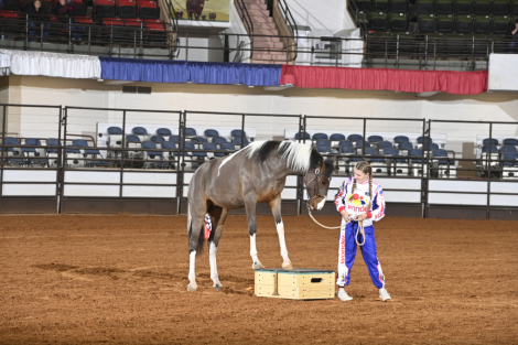 HorseID: 2317523 Kazoo - PhotoID: 1104322