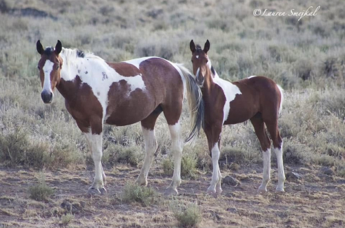 HorseID: 2317523 Kazoo - PhotoID: 1104323