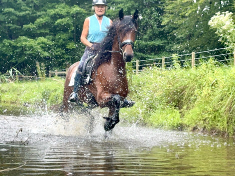 HorseID: 2317529 Raspberry - PhotoID: 1104327