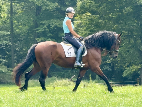 HorseID: 2317529 Raspberry - PhotoID: 1104329