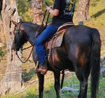 HorseID: 2317538 PlayBoy Cricket - PhotoID: 1104349