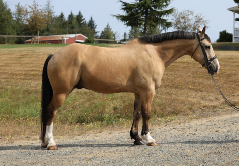 HorseID: 2317545 Teddy Graham - PhotoID: 1104356