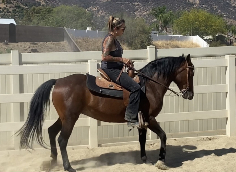 HorseID: 2317559 Giddy girl - PhotoID: 1104381