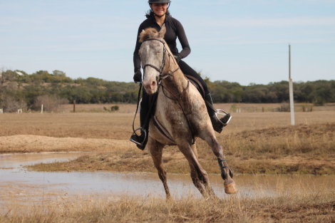 HorseID: 2317561 Apache - PhotoID: 1104376