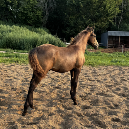 HorseID: 2317563 Mathe Farm Royal Resolve_Pending - PhotoID: 1104377