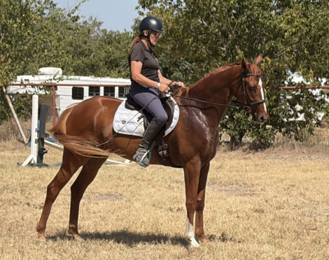 HorseID: 2317580 Dagger One - PhotoID: 1104396