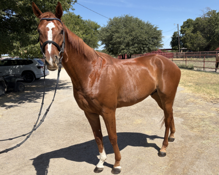 HorseID: 2317580 Dagger One - PhotoID: 1104669
