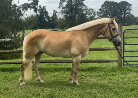 HorseID: 2317582 Strawberry - PhotoID: 1104399