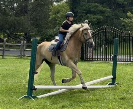 HorseID: 2317582 Strawberry - PhotoID: 1104400