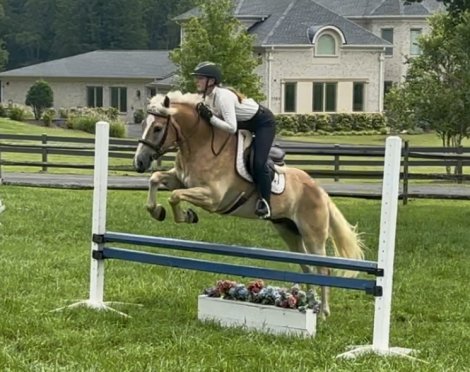 HorseID: 2317582 Strawberry - PhotoID: 1104401