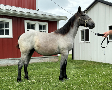 HorseID: 2317585 Princess - PhotoID: 1104404