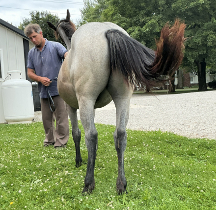 HorseID: 2317585 Princess - PhotoID: 1104405
