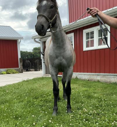 HorseID: 2317585 Princess - PhotoID: 1104406