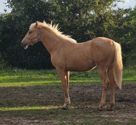 HorseID: 2317590 PEPTOSGOLDENCOINS - PhotoID: 1104428