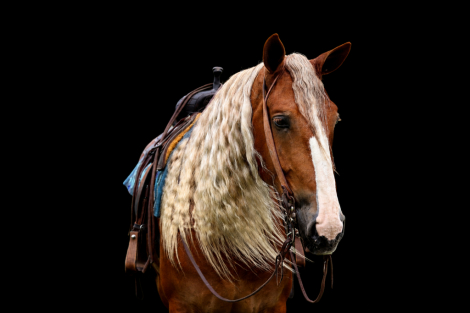 HorseID: 2317595 Mr. McDreamy - PhotoID: 1104416