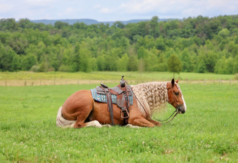HorseID: 2317595 Mr. McDreamy - PhotoID: 1104417