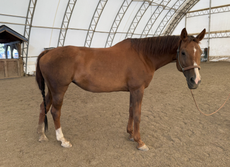 HorseID: 2317604 Nora - PhotoID: 1104420