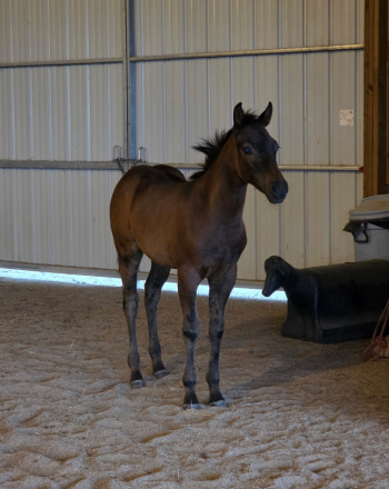 HorseID: 2317607 Marlo - PhotoID: 1104424