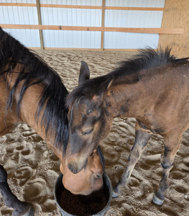 HorseID: 2317607 Marlo - PhotoID: 1104425