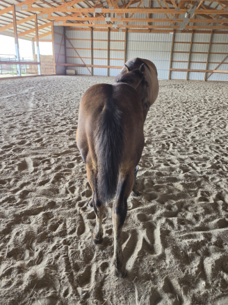 HorseID: 2317607 Marlo - PhotoID: 1104426